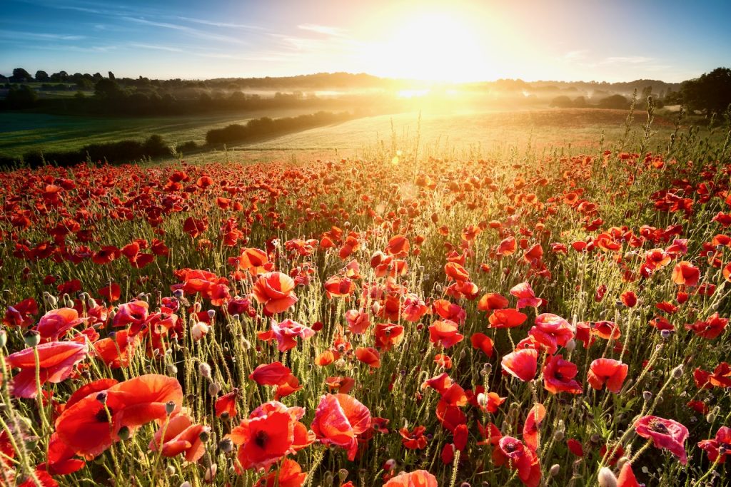 View of a sunrise across poppy fields